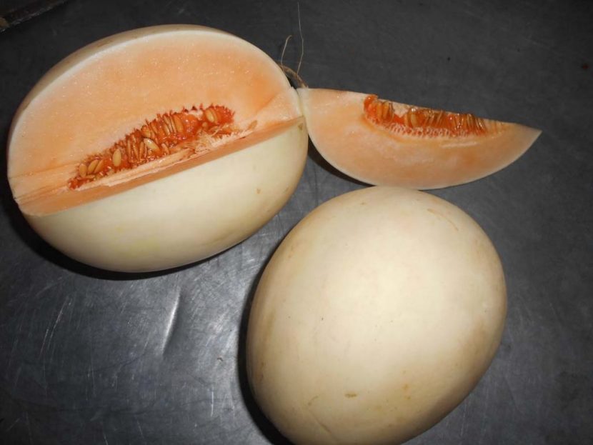 Cara Merawat Tanaman Melon