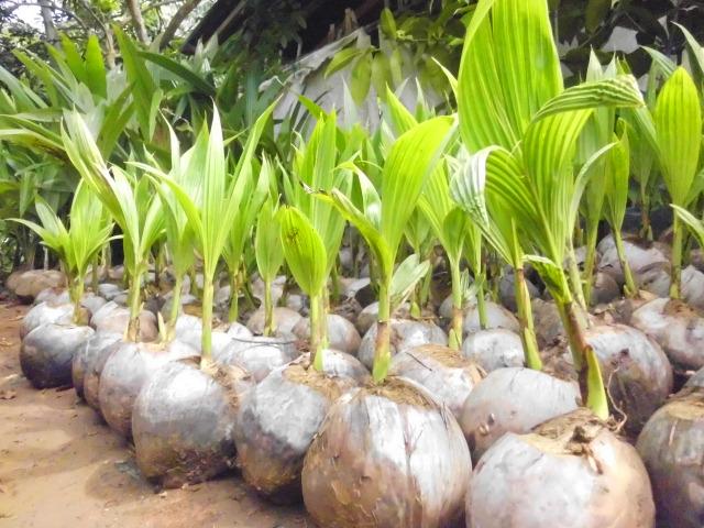 cara menanam pohon kelapa agar cepat berbuah